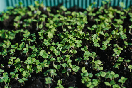 Bunch of green arugula plants are growingの写真素材