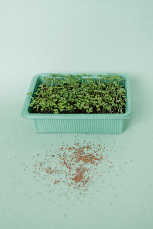 Green plant arugula is in a container with soil and seeds on tableの写真素材