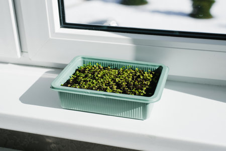 On the windowsill is small green container with seeds filled with tiny arugula sprouts. The concept of growth and renewalの写真素材
