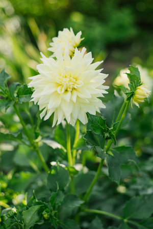 Lemon color flower dahlia with green leaves in gardenの写真素材
