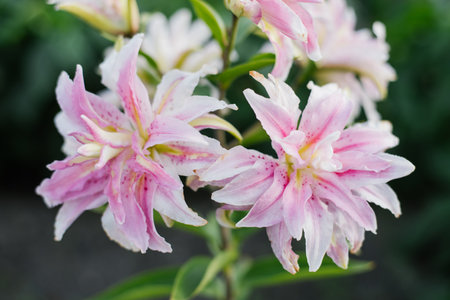 Pink flower Lilium Magic Star in gardenの写真素材