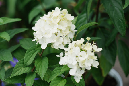 White flowers are blooming paniculate hydrangea Bonfireの写真素材