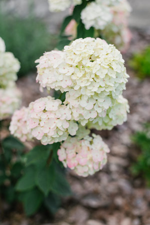 White pink paniculate hydrangea flower Framboisine in the gardenの写真素材