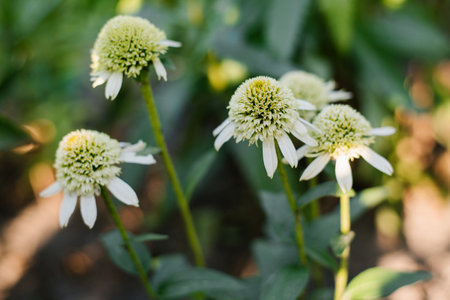 White Flowers terry Echinacea Delicious Nougat in gardenの写真素材