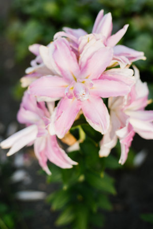 Pink flower Lilium Amistad in garden at summerの写真素材