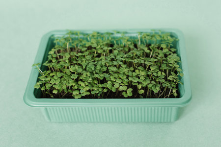 Tray of seedlings arugula on green table. Concept of growth and potentialの写真素材
