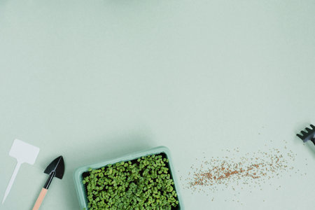 Green plant arugula in pot with white label. Trowel and seeds on table with copy spaceの写真素材
