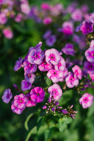 Purple flowers Panicle Phlox Classic Cassis in gardenの写真素材