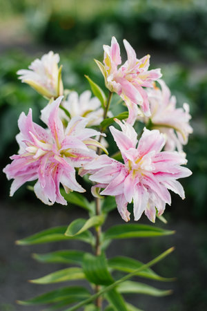 Pink flower Lilium Magic Star at summerの写真素材