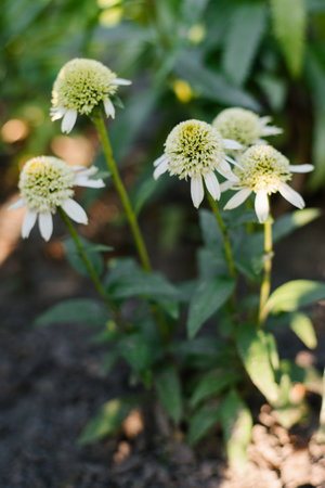 White Flowers in gardenの写真素材