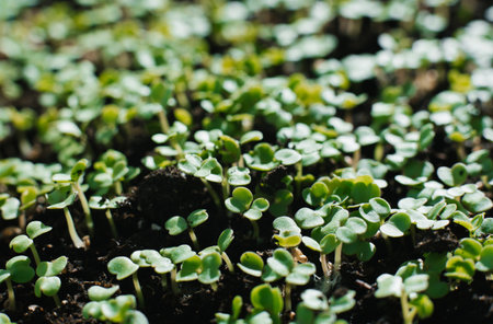 Field is dotted with small green arugula plants close upの写真素材
