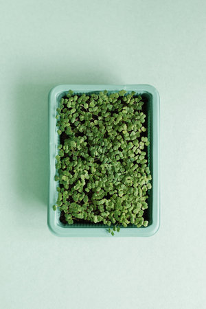 Plastic tray of seedlings on green table