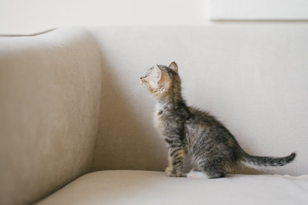 A striped kitten sitting upright on a beige couch, gazing forward with curiosity and charm.の写真素材