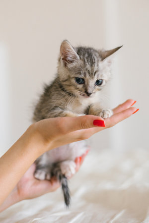 A small gray kitten comfortably resting in human hands, showing care and tenderness.の写真素材