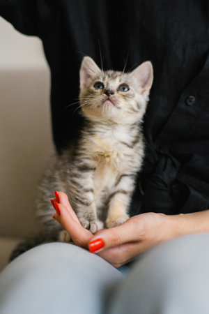 Striped kitten sitting on a woman hand, looking up with a curious and gentle expression, against a cozy indoor background.の写真素材