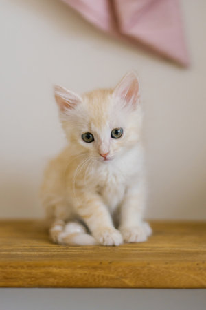 A cream colored kitten sitting on a wooden shelf with a pink background, looking curious.の写真素材