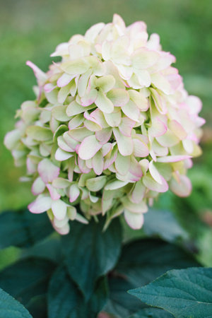 Close-up of panicle hydrangea Hydrangea paniculata with lush white and green petals in a garden setting.の写真素材