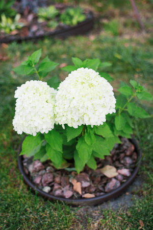 A dwarf panicle variety, showing dense white flowers. Ideal for landscaping and floral arrangements.