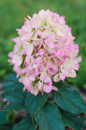 Close up of panicle hydrangea paniculata with soft pink and green petals in a lush garden.の写真素材