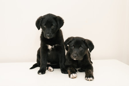 Close up view of two relaxed puppies, a black and a brindle, lying down together on a white background.の写真素材