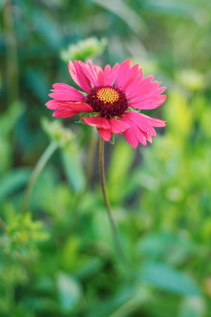 Pink Gaillardia flower in full bloom with a dark red center, surrounded by green foliage. Close up shot with a blurred background.の写真素材