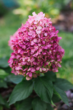 Vivid pink flowers of Hydrangea paniculata. Compact, cone shaped clusters with delicate petals. A stunning ornamental garden shrub.の写真素材