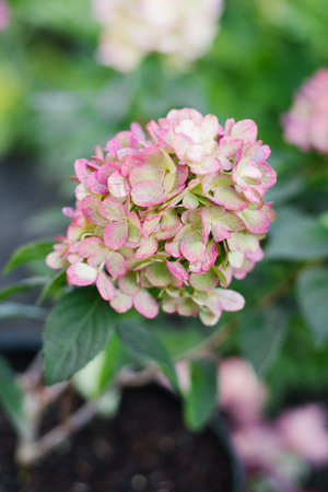 Panicle hydrangea Bonfaire blooming with vibrant pink and white conical flower heads in a sunny...