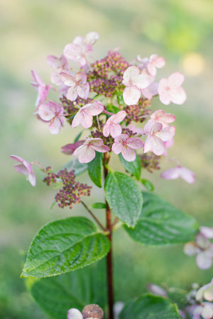 Close up of blooming hydrangea Wim's Red with soft pink panicles and green leaves.の写真素材