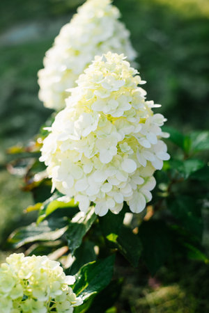 Panicle hydrangea Hercules with fresh white flowers starting to bloom among green foliage in soft...