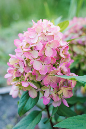 A beautiful hydrangea paniculata Bonfire in full bloom, with lush pink and green flowers. A decorative bush perfect for landscaping and gardens.の写真素材
