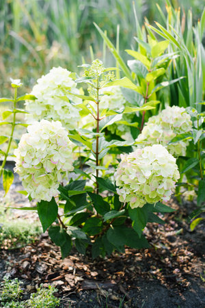 Beautiful blooming panicle hydrangea Bonfire with soft white flower clusters and green foliage, captured in warm summer daylight.の写真素材