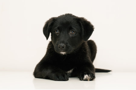A black puppy with white paws lying on a white background, looking curiously at the camera.の写真素材