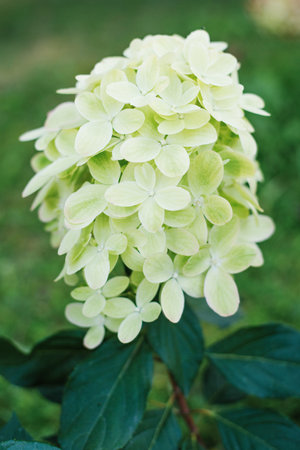 Stunning Graffiti hydrangea paniculata with soft green and white petals, adding charm to the summer garden.の写真素材