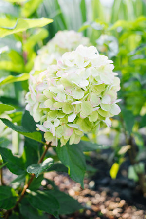 Hydrangea Bonfaire with subtle pink tones and fresh foliage blooming under bright summer light.