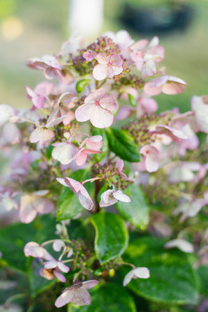 Wim's Red hydrangea with pale pink florets and rich green foliage under daylight.の写真素材