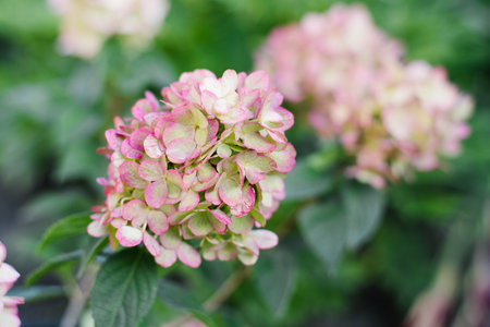 Close up shot of Bonfaire hydrangea flower cluster with delicate pastel pink and cream hues.の写真素材