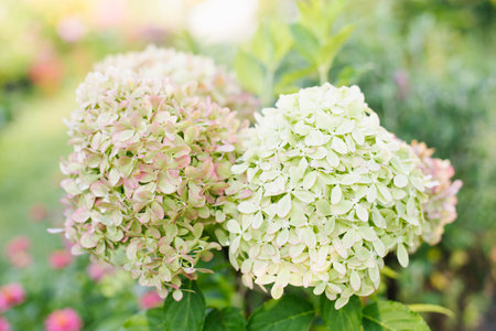 Pixio hydrangea blooming with clusters of pink and green flowers, bathed in warm sunlight.の写真素材