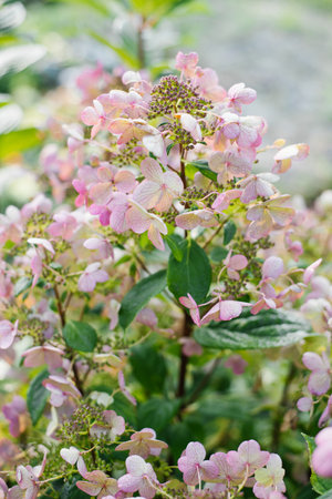Vibrant pink and red flowers of panicle hydrangea Wim's Red growing in a green garden environment.の写真素材