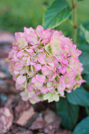 A fully bloomed Candy Love hydrangea with soft pastel shades of pink and green, standing out...