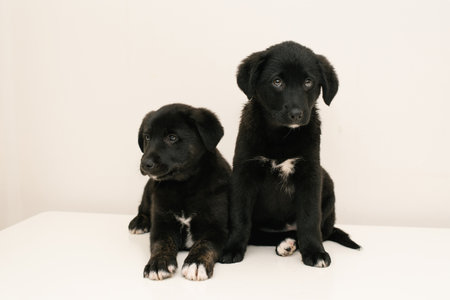 Two cute puppies, one black and one brindle, sitting calmly on a white surface, showing their innocence and friendliness.の写真素材