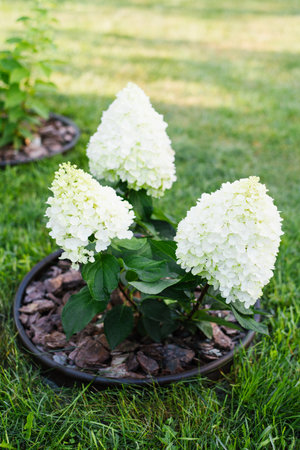 Panicle hydrangea Pinky Promise blooming with white and pale pink flowers among green leaves....