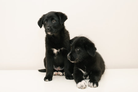 Two cute puppies, one black, sitting side by side on a white background.の写真素材