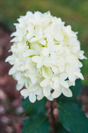 A blooming Skyfall panicle hydrangea with large white flowers, adding elegance to the lush garden landscape.の写真素材