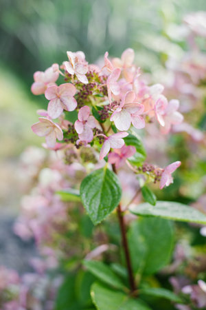 Macro shot of delicate pink and red petals on panicle hydrangea Wim's Red under soft daylight.の写真素材