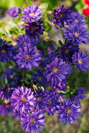 Vibrant purple Chinese aster Troubadour blooming with lush petals in a summer garden.の写真素材