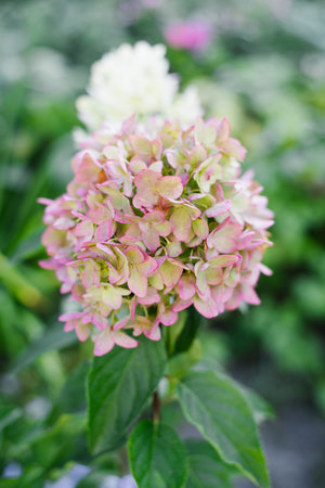 Panicle hydrangea blooming richly with pink and cream flowers in a well maintained summer garden.の写真素材