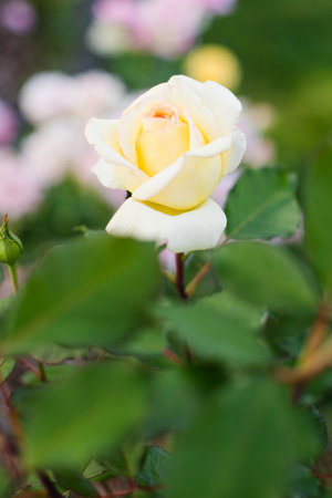 Beautiful yellow cream rose blossoming with lush petals under the summer sun.の写真素材