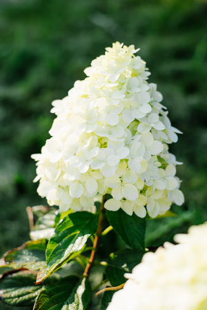 Close up of white panicle hydrangea Hercules in garden, just starting to bloom among fresh greenery.