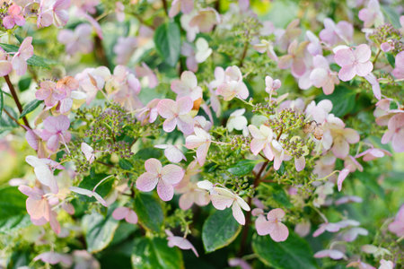 Hydrangea blooming with soft pink petals and light green accents.の写真素材