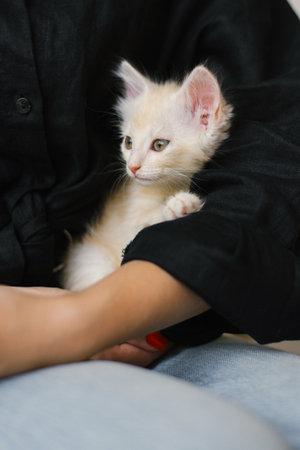 Creamy kitten resting in a woman's arms, looking sideways with a calm and curious expression, wrapped in a black sleeve.の写真素材